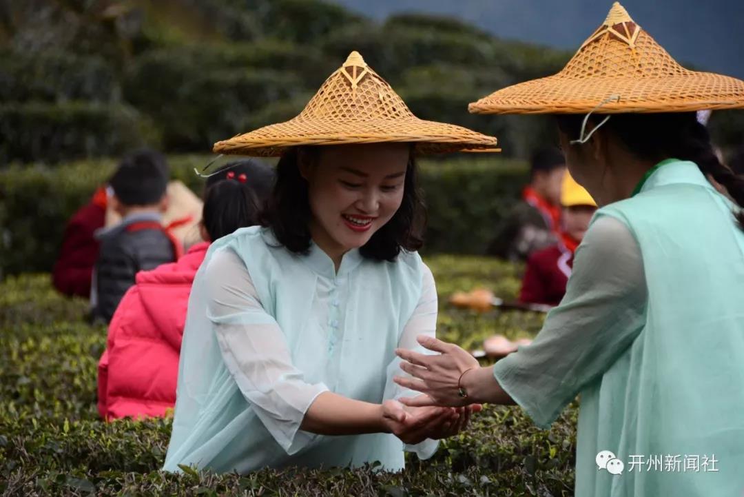 约吗？品尝春天时机正好！开州清明采茶季开始了‘雷火电竞在线登录官网’(图8)