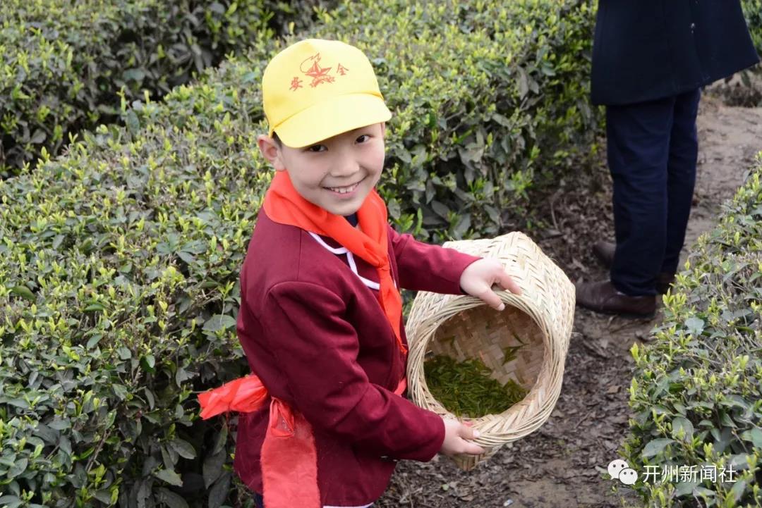 约吗？品尝春天时机正好！开州清明采茶季开始了|kaiyun官网(图10)