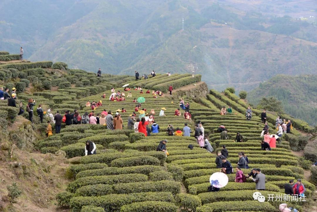 约吗？品尝春天时机正好！开州清明采茶季开始了‘雷火电竞在线登录官网’(图13)