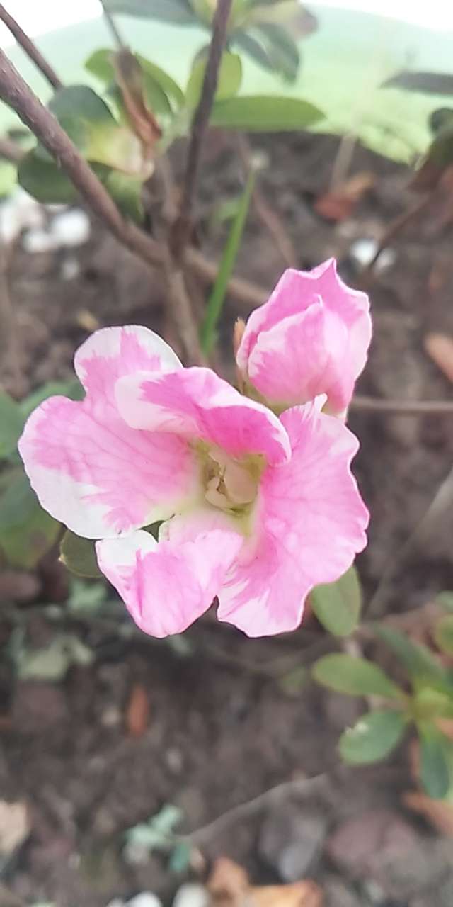 20190403_4600_1554258881974.jpg