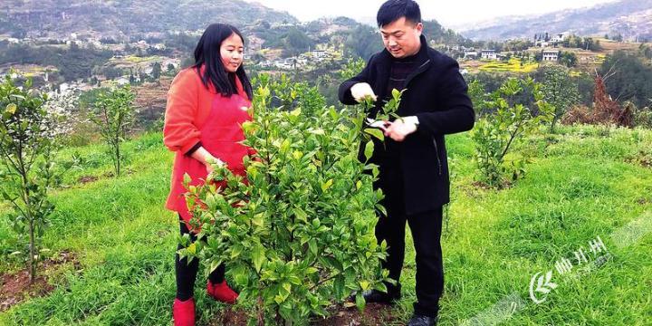 高桥有个好支书！让我们青山变“金山” 果子变“票子”-半岛官方下载入口(图1)