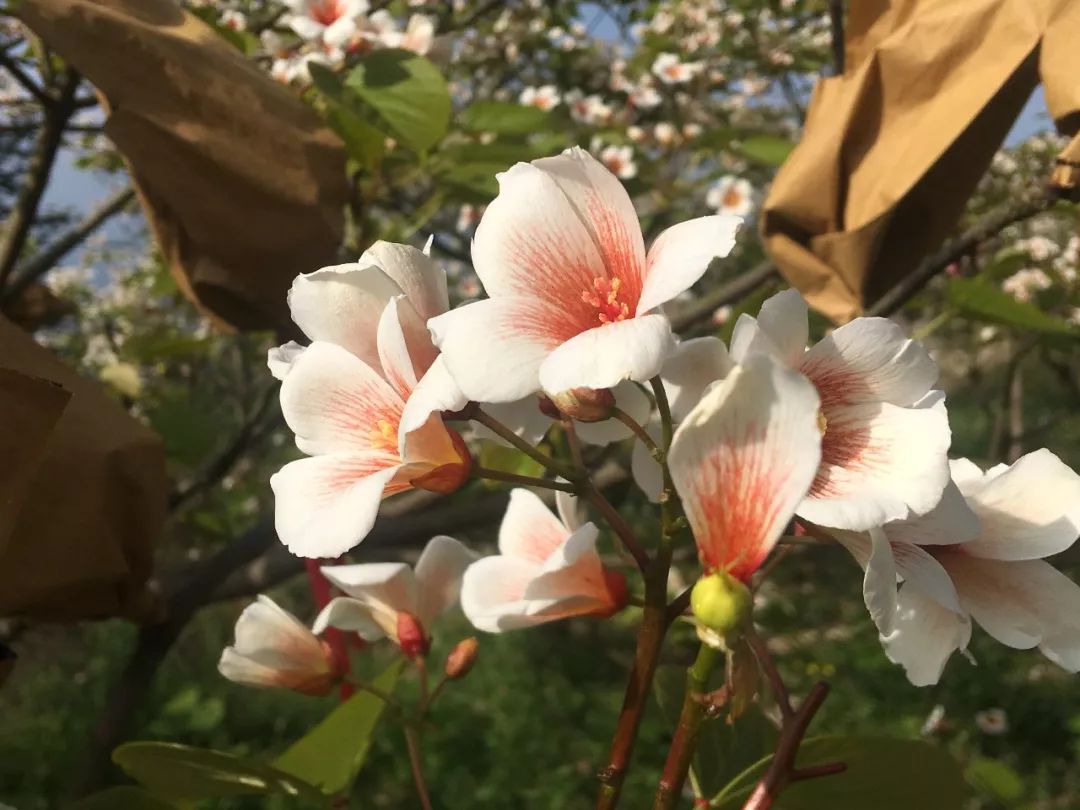 开州南山上桐籽花开了，美得让人心醉，错过了要等明年【泛亚电竞官网】(图2)