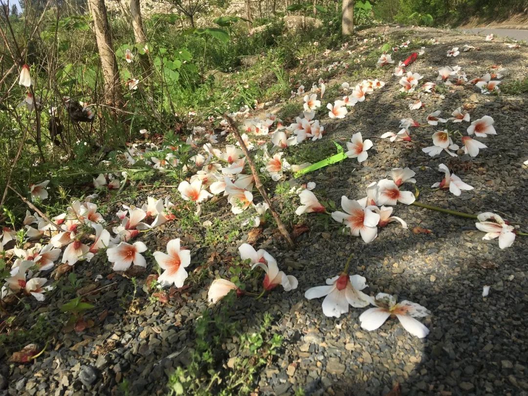 开州南山上桐籽花开了，美得让人心醉，错过了要等明年【泛亚电竞官网】(图5)