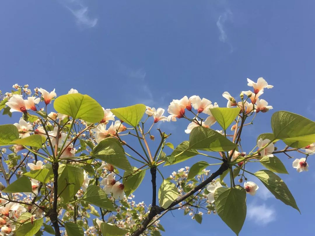 开州南山上桐籽花开了，美得让人心醉，错过了要等明年【泛亚电竞官网】(图8)