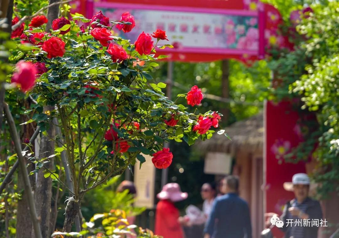 开州也有玫瑰文化节，诸多外地游客前来“打卡”【m6米乐官网在线登录】(图1)