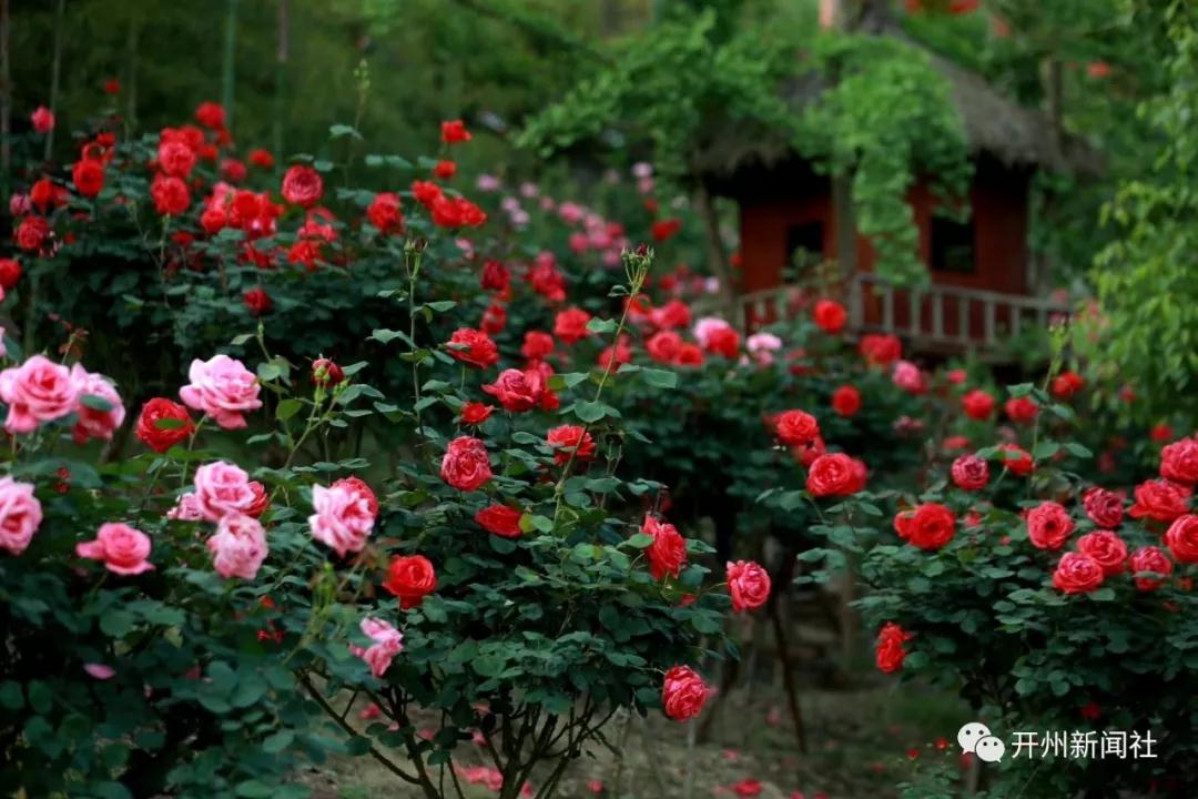 开州也有玫瑰文化节，诸多外地游客前来“打卡”【m6米乐官网在线登录】(图6)