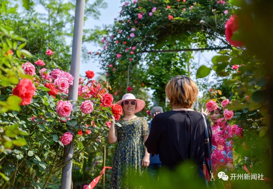 开州也有玫瑰文化节，诸多外地游客前来“打卡”【m6米乐官网在线登录】(图7)