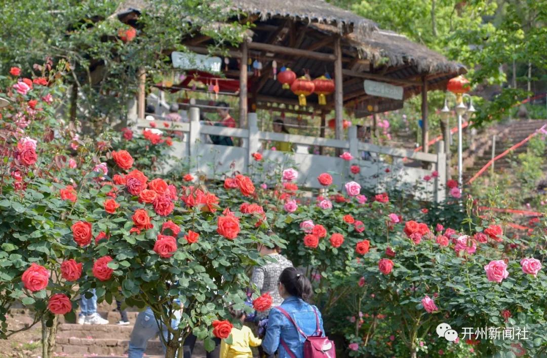 开州也有玫瑰文化节，诸多外地游客前来“打卡”【m6米乐官网在线登录】(图9)