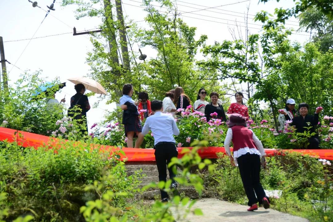 “ag九游会登录j9入口”开州这里50亩芍药花盛开!周末打卡又有地方去了！(图7)