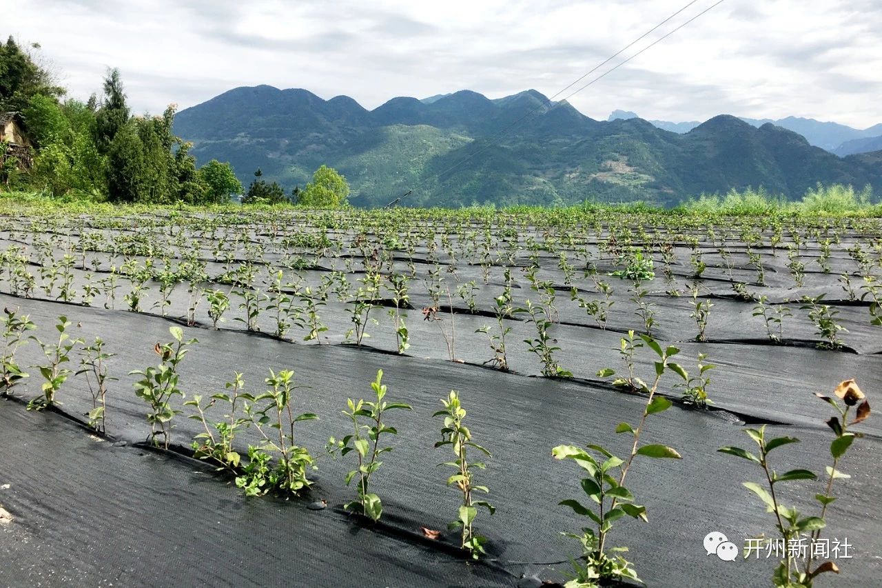 开州大进镇万亩茶园满眼春，吐露新芽美出新高度_半岛官方下载地址(图5)