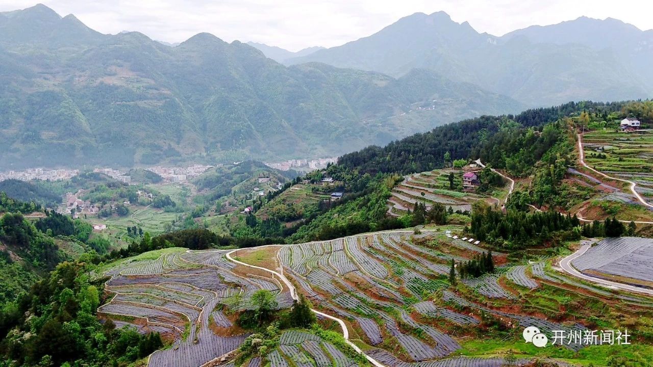 开州大进镇万亩茶园满眼春，吐露新芽美出新高度_半岛官方下载地址(图6)