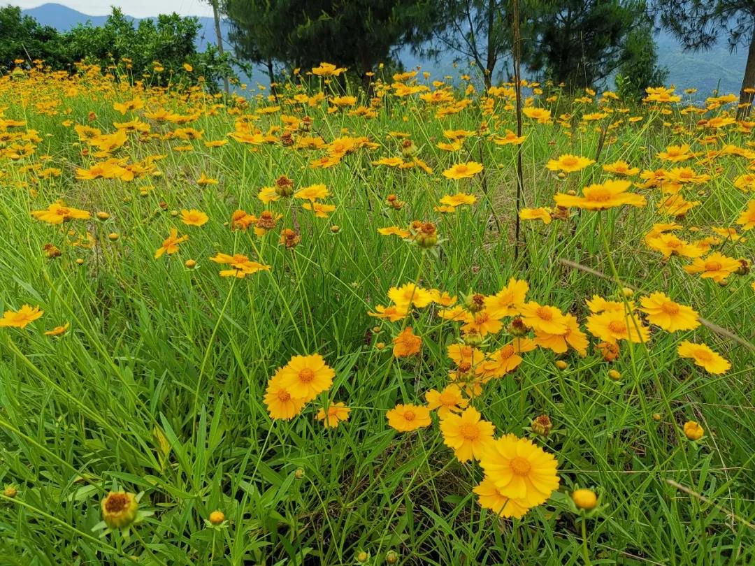 “九游会j9网站首页”开州这个地方波斯菊已开成海，金色的世界美醉了(图1)