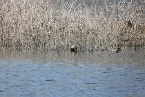 开元体育官方入口|汉丰湖中的斑嘴鸭，我蹲点发现了它留下来的秘密....(图2)