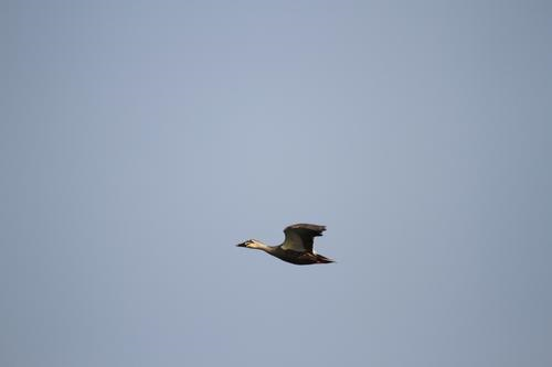 HQ环球官方网站：汉丰湖中的斑嘴鸭，我蹲点发现了它留下来的秘密....