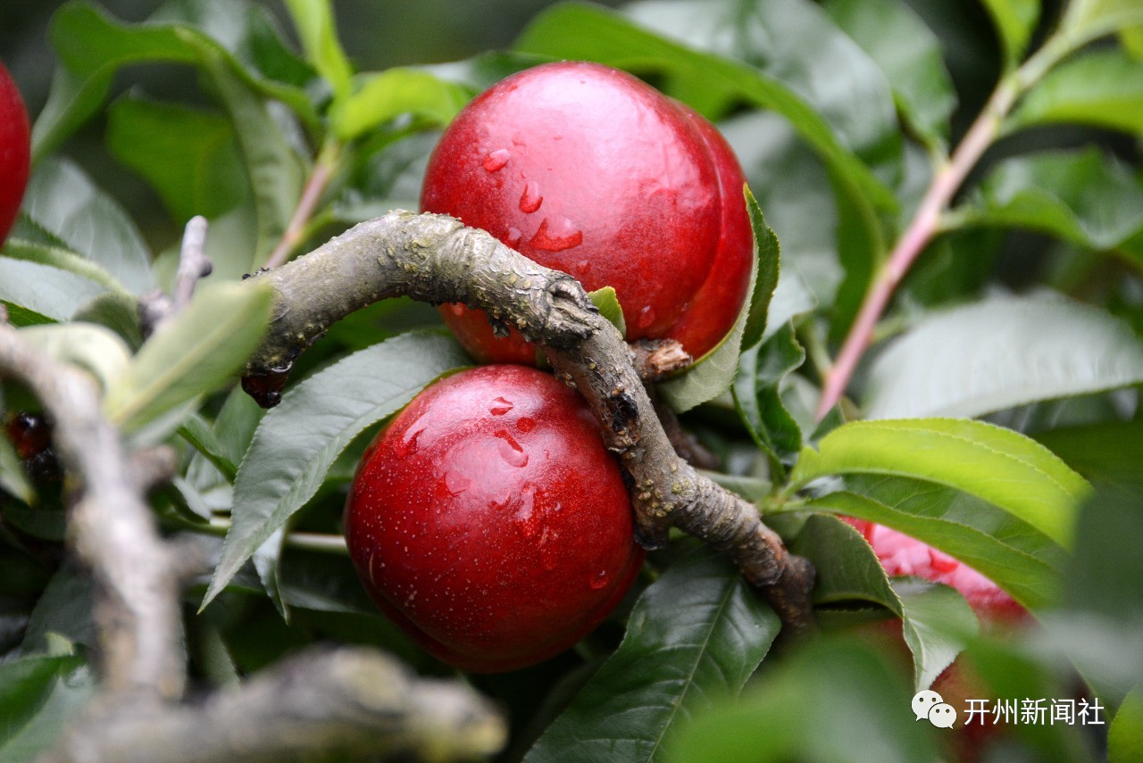 【ng体育app下载】又到油桃成熟季！满山美味的“红果果”已成抢手货(图8)