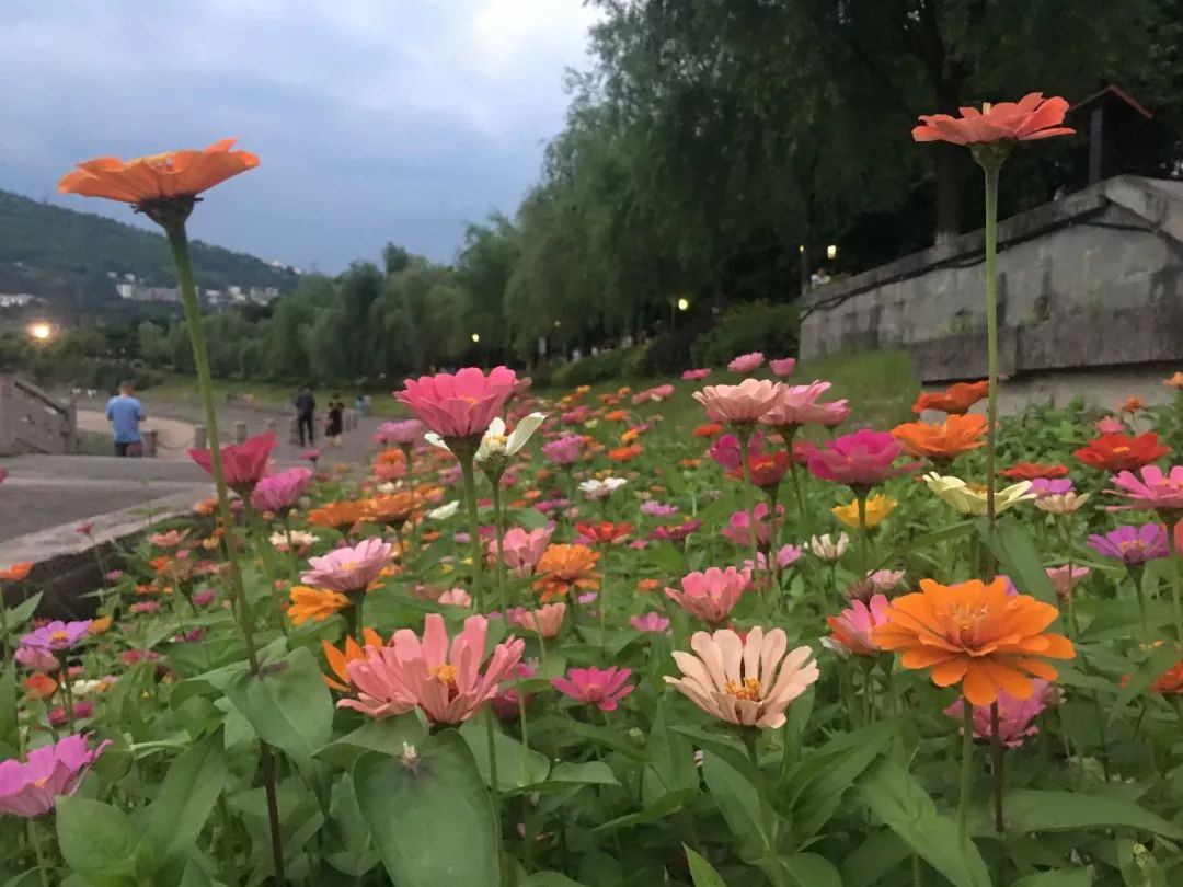 这些怒放的鲜花美成了一幅画，在汉丰湖畔等你来打卡|Kaiyun官方网(图1)