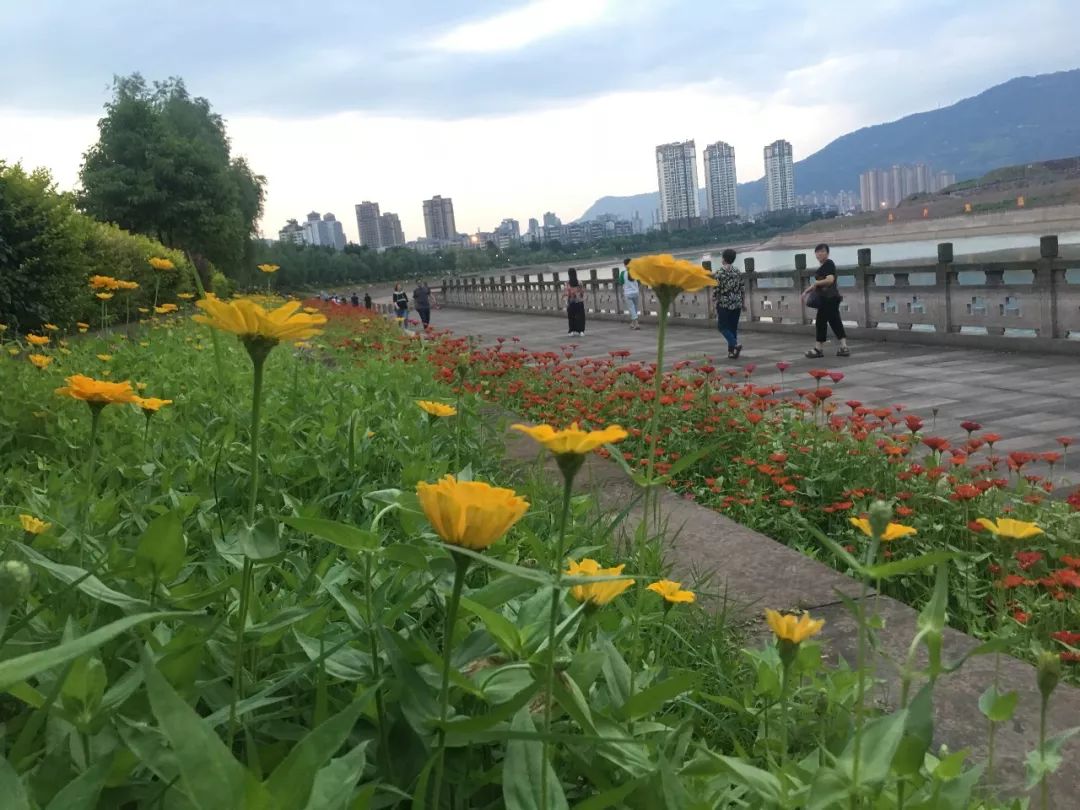 这些怒放的鲜花美成了一幅画，在汉丰湖畔等你来打卡|Kaiyun官方网(图2)