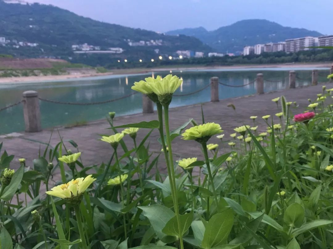 这些怒放的鲜花美成了一幅画，在汉丰湖畔等你来打卡|Kaiyun官方网(图5)