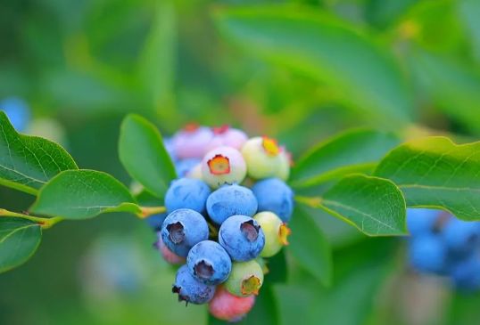 半岛.综合体育入口：“莓”好时光，与小蓝莓来一场味蓝之恋！这份开州蓝莓...(图6)