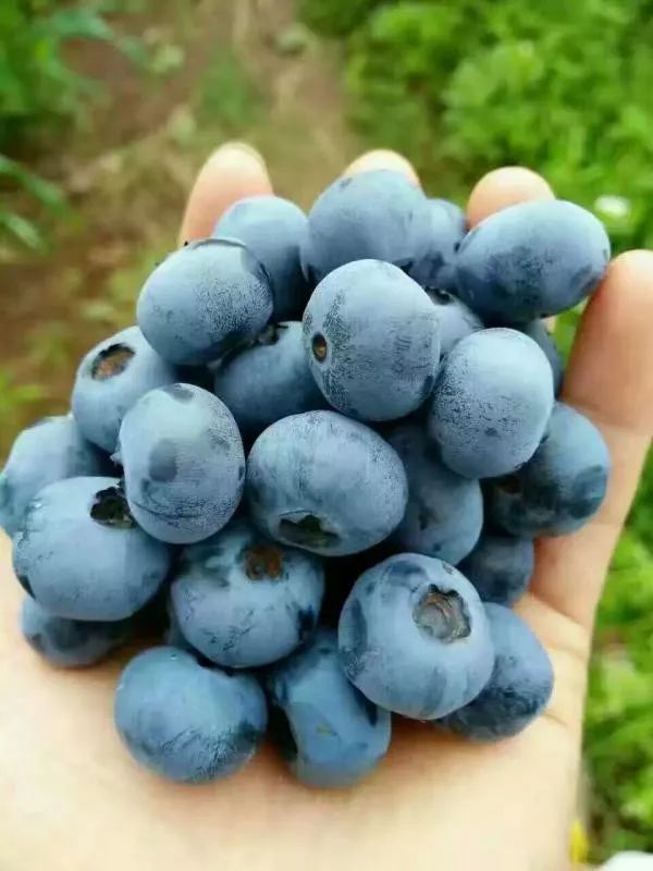 半岛.综合体育入口：“莓”好时光，与小蓝莓来一场味蓝之恋！这份开州蓝莓...(图24)