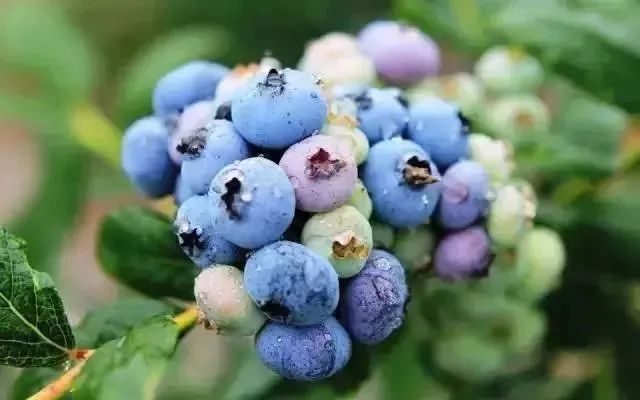 半岛.综合体育入口：“莓”好时光，与小蓝莓来一场味蓝之恋！这份开州蓝莓...(图25)