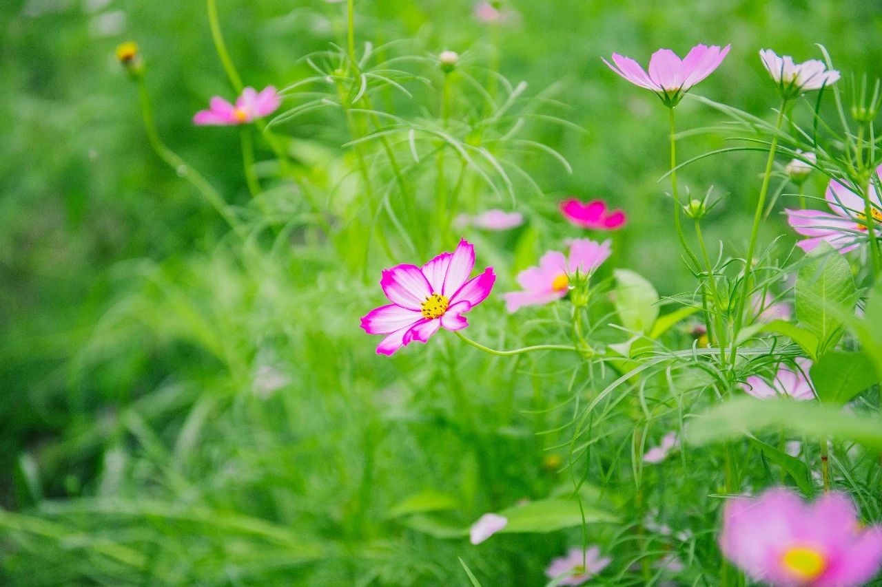 重庆惊现100000㎡格桑花海，人少景美还免费！这才是六月...“泛亚电竞官方入口”(图11)