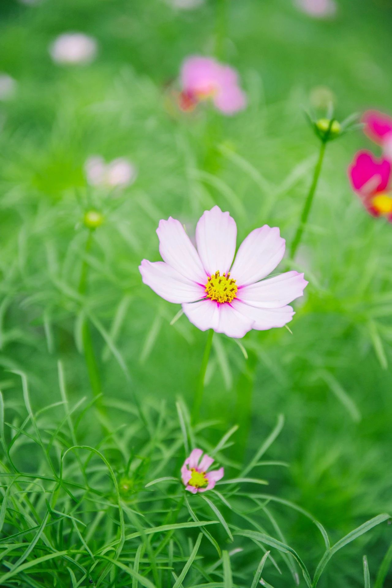 重庆惊现100000㎡格桑花海，人少景美还免费！这才是六月...“泛亚电竞官方入口”(图13)