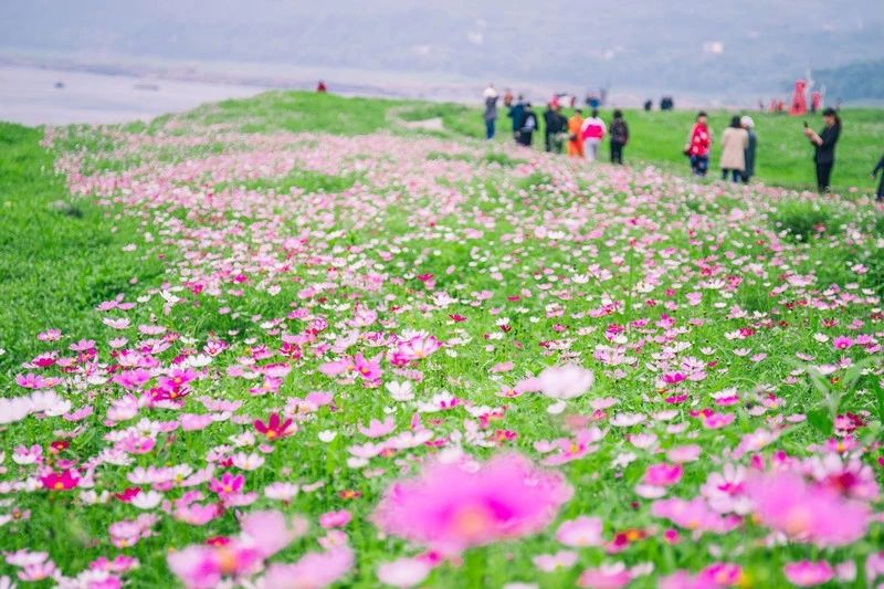 重庆惊现100000㎡格桑花海，人少景美还免费！这才是六月...“泛亚电竞官方入口”(图15)