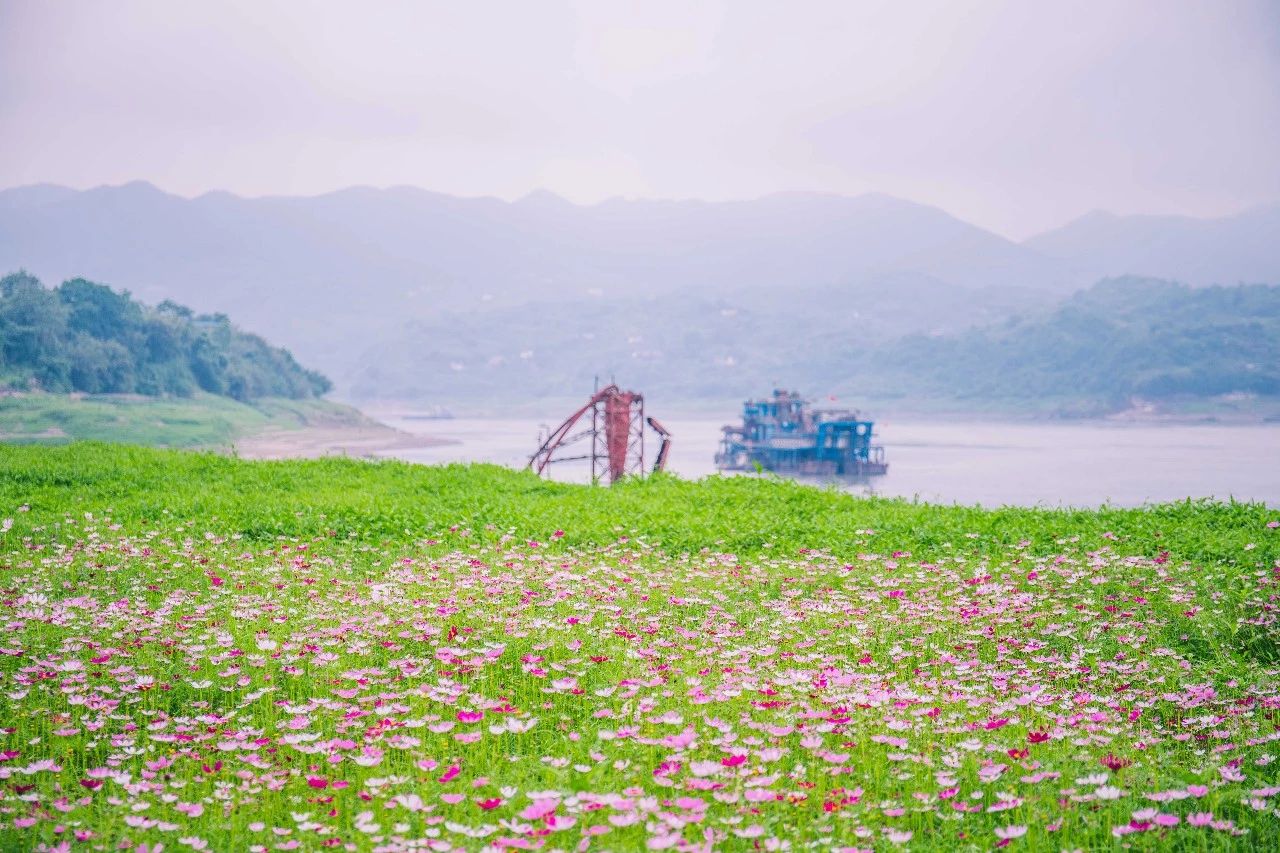 重庆惊现100000㎡格桑花海，人少景美还免费！这才是六月..._泛亚电竞(图14)