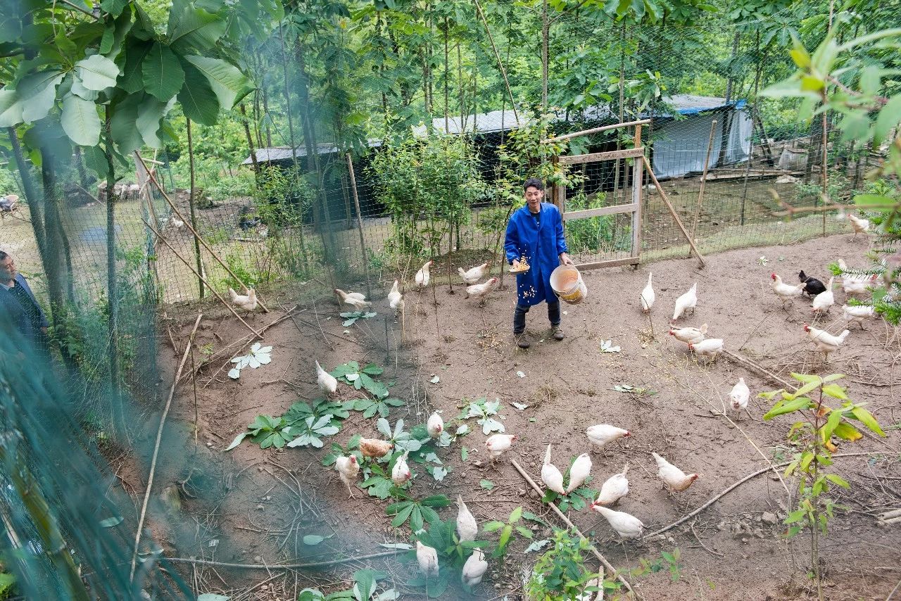 雷火电竞在线登录官网：开州满月王显朋：贫困户变身养殖大户，养殖2000多只山货药材鸡成抢手货！(图2)