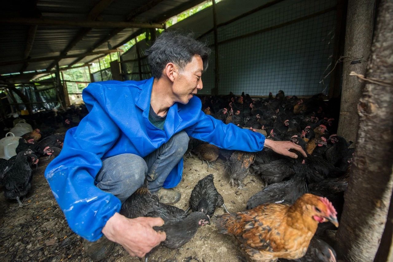 雷火电竞在线登录官网：开州满月王显朋：贫困户变身养殖大户，养殖2000多只山货药材鸡成抢手货！(图3)