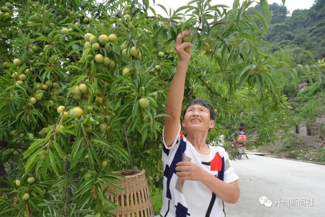 雷火电竞在线登录官网：渠口1000余亩李子熟了，很多人跑到这里摘着吃！(图4)