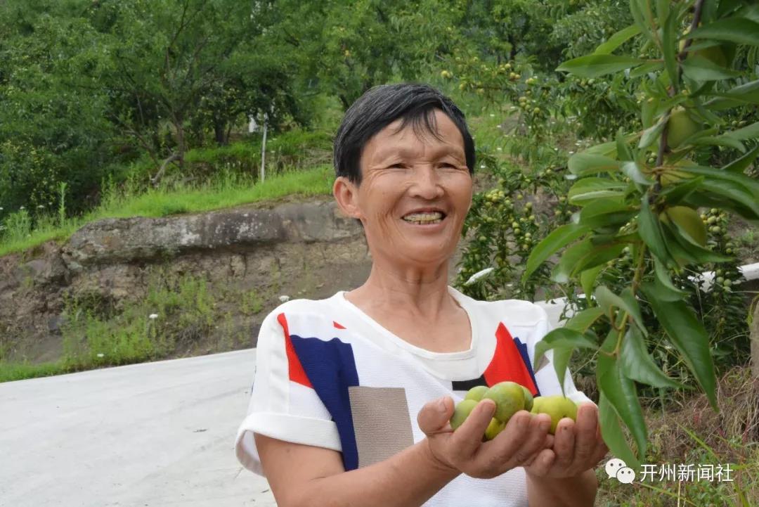 雷火电竞在线登录官网：渠口1000余亩李子熟了，很多人跑到这里摘着吃！(图6)