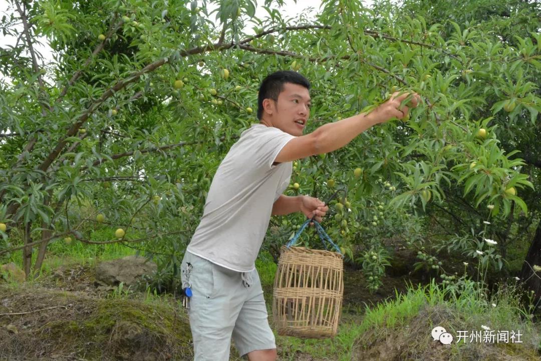 雷火电竞在线登录官网：渠口1000余亩李子熟了，很多人跑到这里摘着吃！(图7)