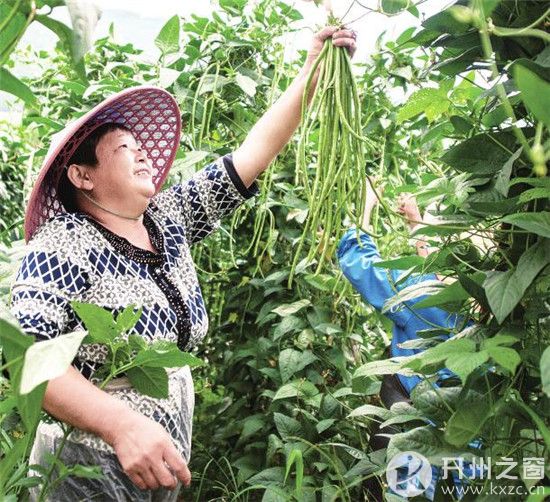 竹溪任大姐，搞了个菜园子，每月卖菜200吨，还卖到了云阳、万州切‘NG南宫28官网登录’(图3)