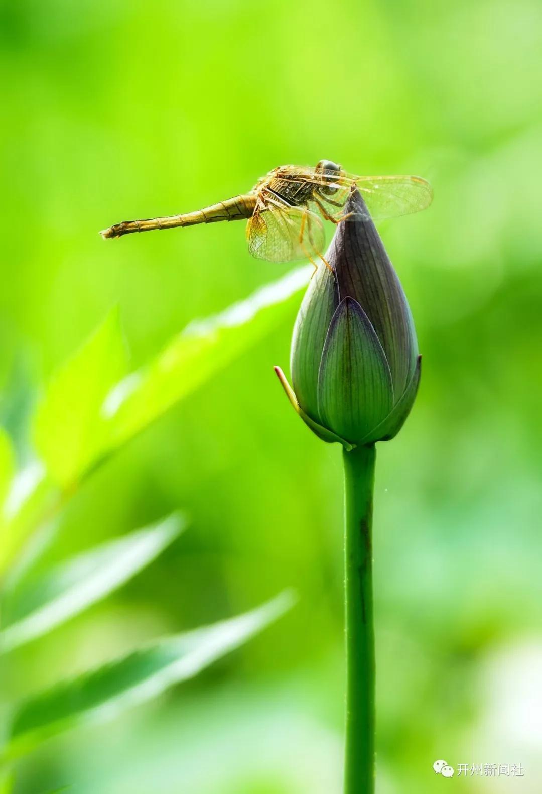 ‘雷火电竞官方网站’开州南雅满池荷花开了，美翻了！走哦，一起去耍哦！(图6)