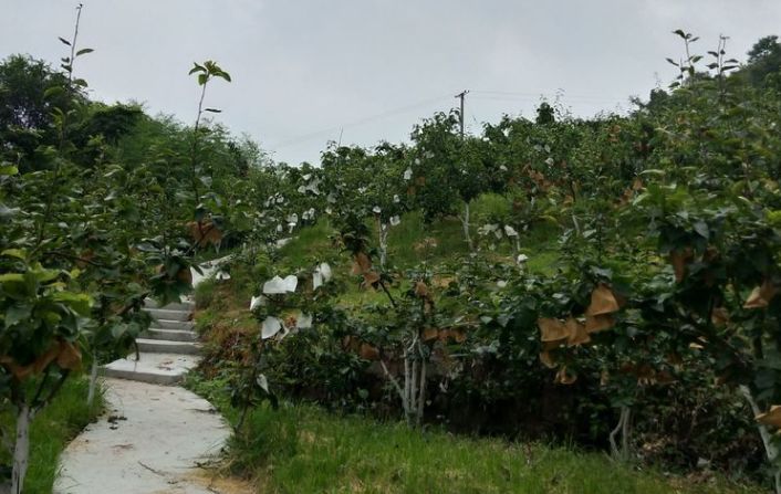 【PG电子平台】泯甜！开州这里的梨子熟啦！还可以赏花，游览百年古院！距城区仅40公里！(图5)