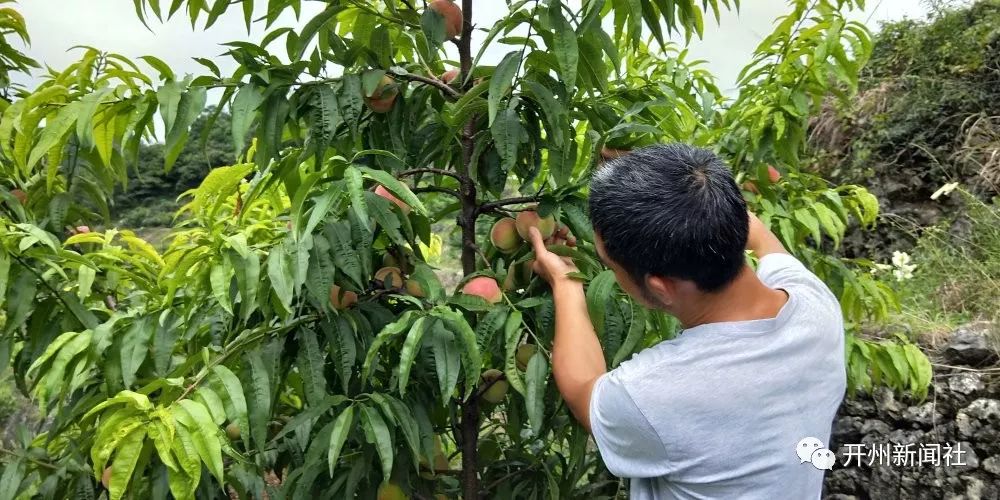 雷火电竞在线登录官网|南门双白村脆李、水蜜桃成熟了！清甜香脆，等你来采摘度假！(图2)