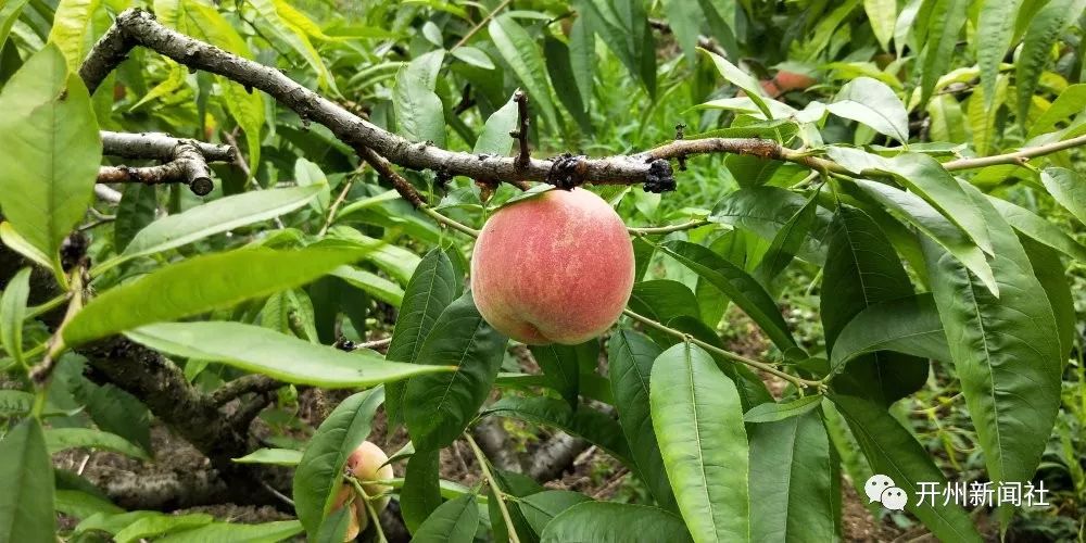 雷火电竞在线登录官网|南门双白村脆李、水蜜桃成熟了！清甜香脆，等你来采摘度假！(图5)