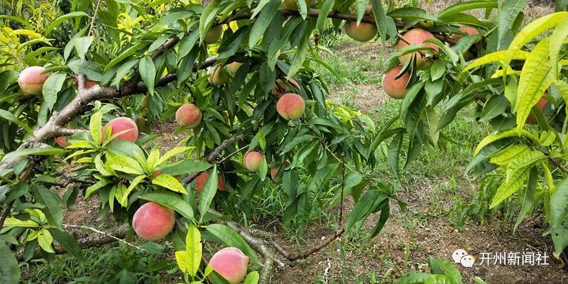 雷火电竞在线登录官网|南门双白村脆李、水蜜桃成熟了！清甜香脆，等你来采摘度假！(图4)