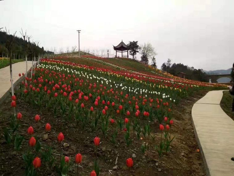 年平均气温22℃，距城区33公里！开州这里花开满山，还可以露营烧烤，一定要去！|ag九游会(图9)