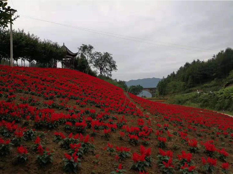 im电竞官方网站-年平均气温22℃，距城区33公里！开州这里花开满山，还可以露营烧烤，一定要去！(图10)