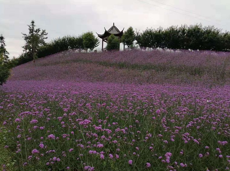 im电竞官方网站-年平均气温22℃，距城区33公里！开州这里花开满山，还可以露营烧烤，一定要去！(图8)