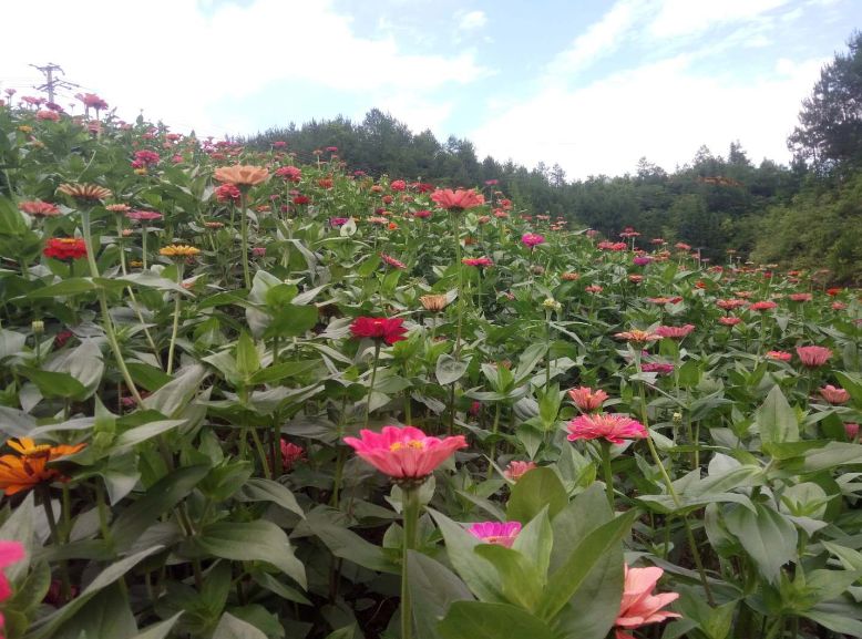 im电竞官方网站-年平均气温22℃，距城区33公里！开州这里花开满山，还可以露营烧烤，一定要去！(图13)