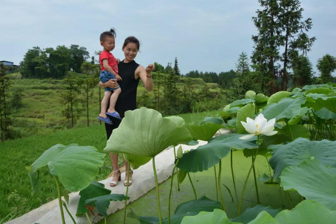 九龙山镇东坝村300亩荷花竞相开放，这个夏天来场“藕遇”吧！_泛亚电竞官网(图5)