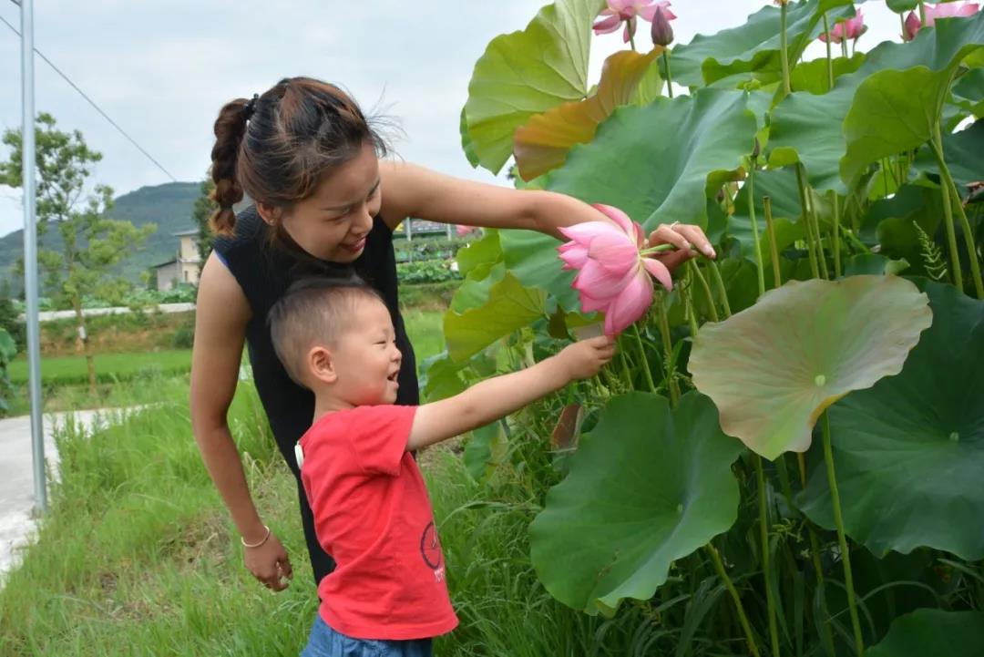 ag九游会官网登录|九龙山镇东坝村300亩荷花竞相开放，这个夏天来场“藕遇”吧！(图6)