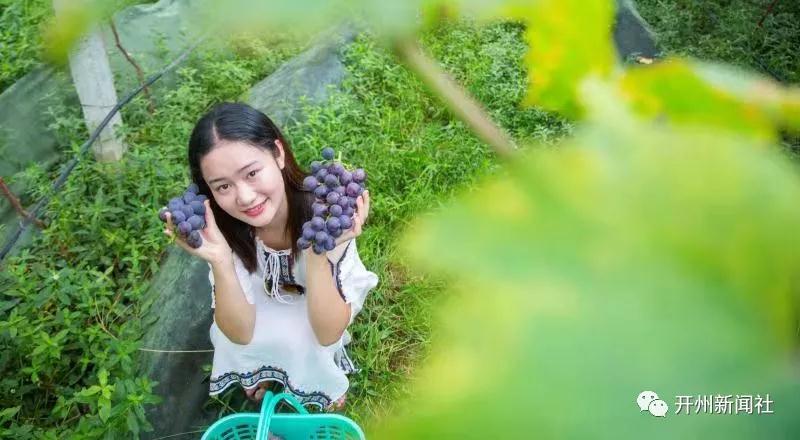 ‘泛亚电竞官方入口’吃货们！该去摘葡萄啦！就在郭家镇的葡萄庄园，好吃的葡萄串串甜(图4)