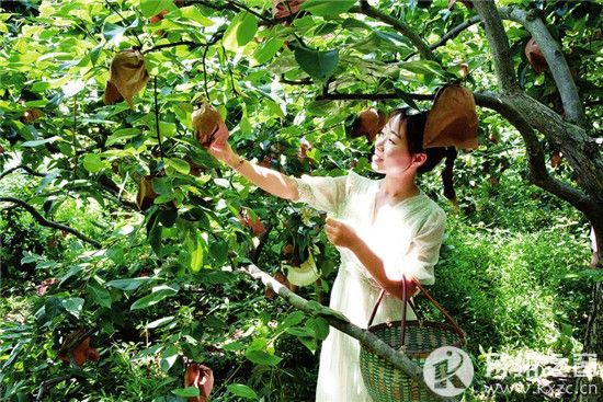 雷火电竞首页|铁桥万塘村万亩梨海飘果香！走哦！一起去摘梨子哦！又脆又甜的那种！(图1)