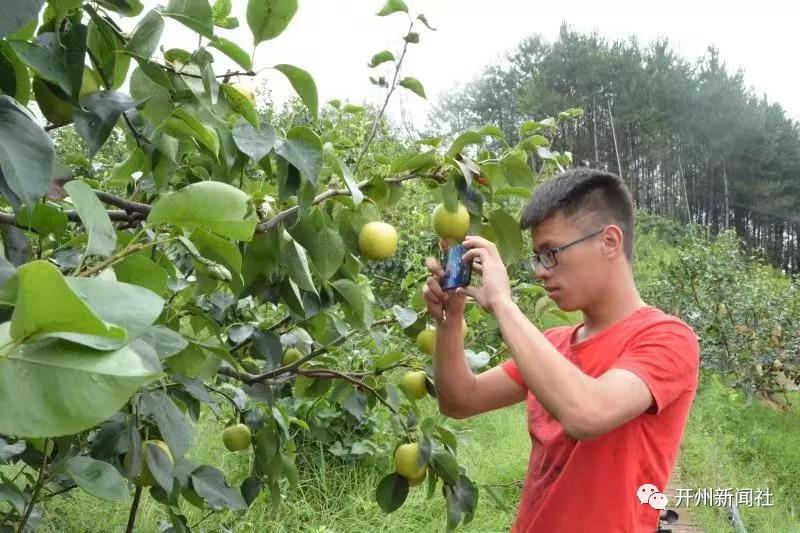 ag九游会：大德这里的翠冠梨看着就让人流口水，快去摘来解解馋(图3)