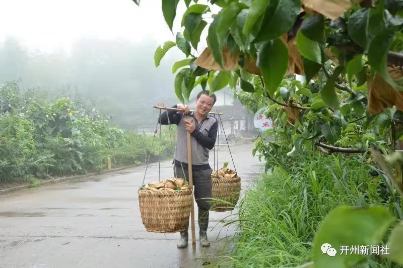 大德这里的翠冠梨看着就让人流口水，快去摘来解解馋：雷火电竞首页(图5)